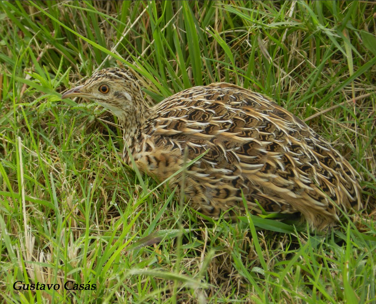 Photo Inambú Común