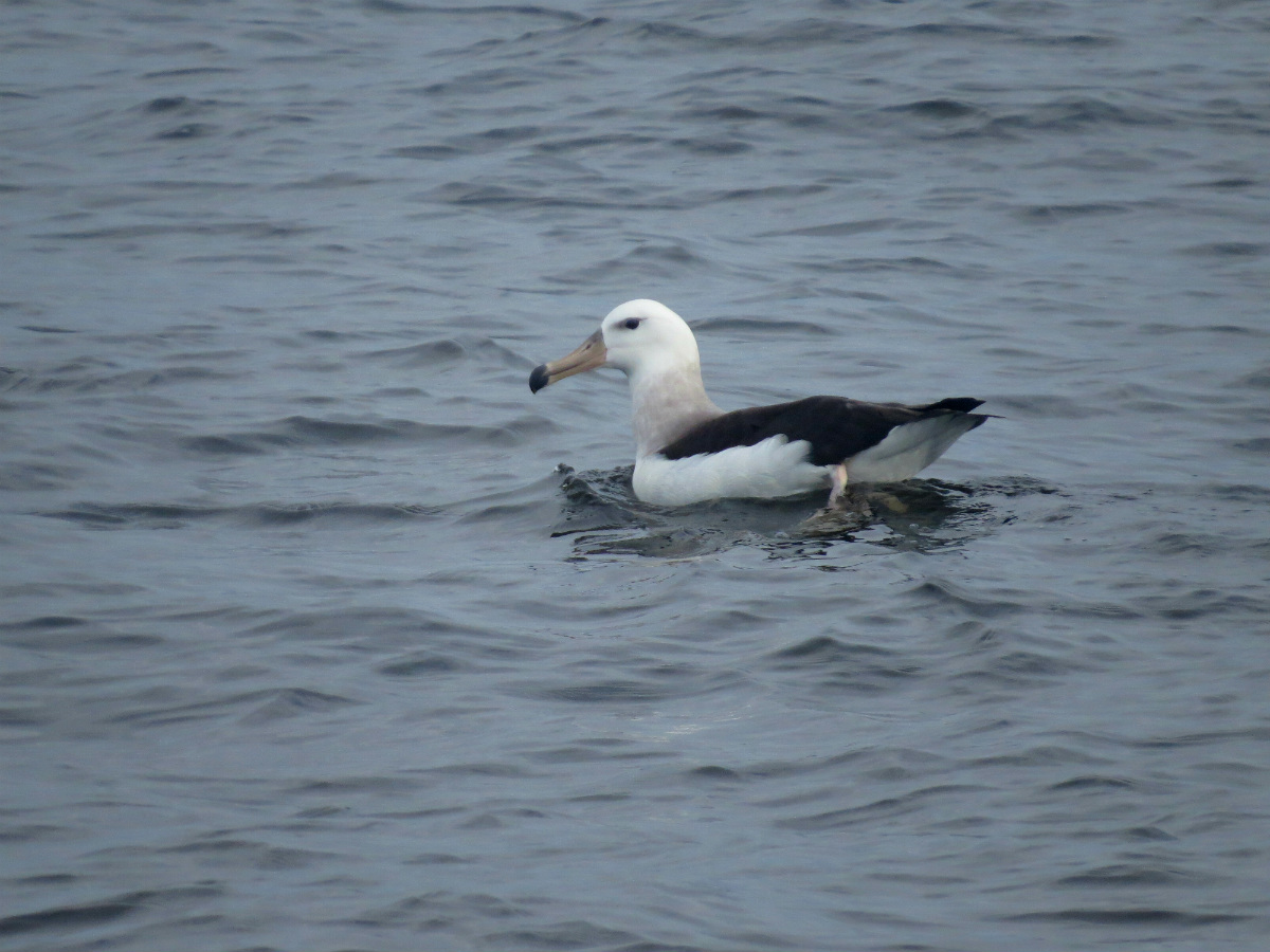 Photo Albatros Ceja Negra