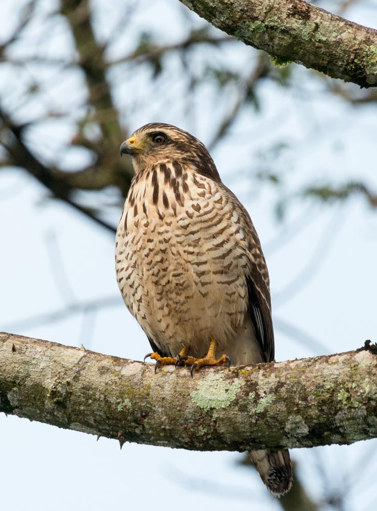 Roadside Hawk (Rupornis magnirostris)