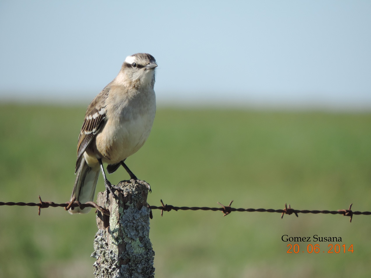 Photo Calandria Grande