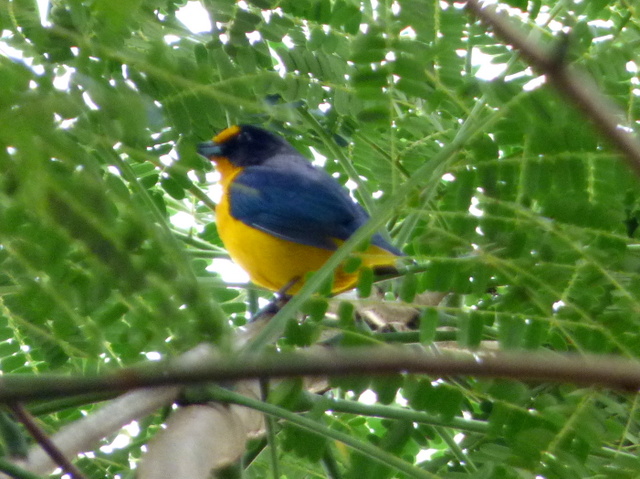 Foto Tangará Amarillo