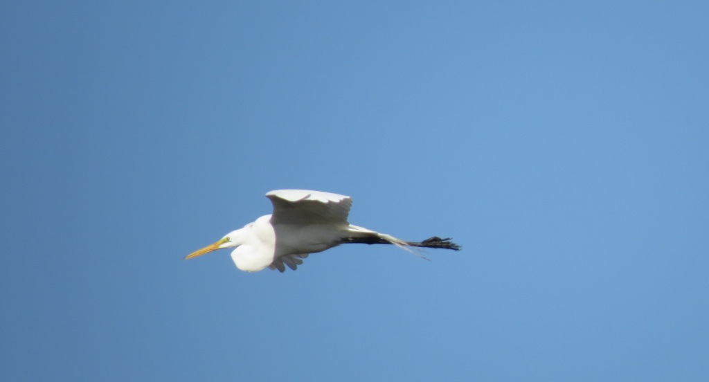 Foto Garza Blanca