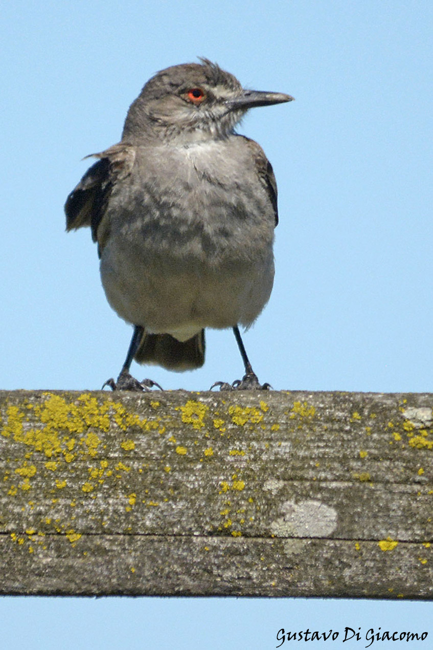 Photo Monjita Gris