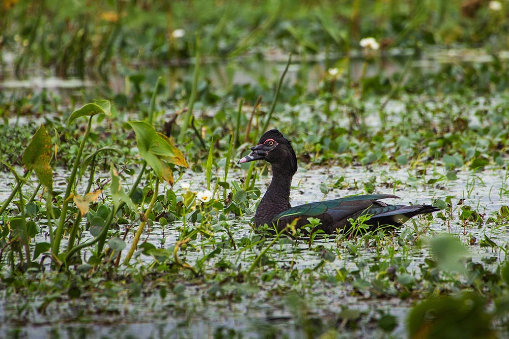 Photo Pato Real
