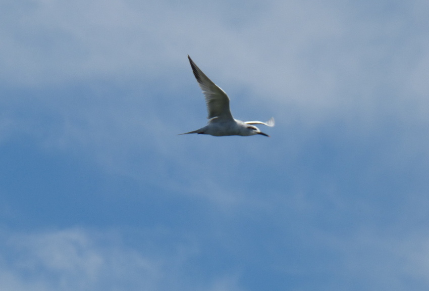 Foto Gaviotín Lagunero