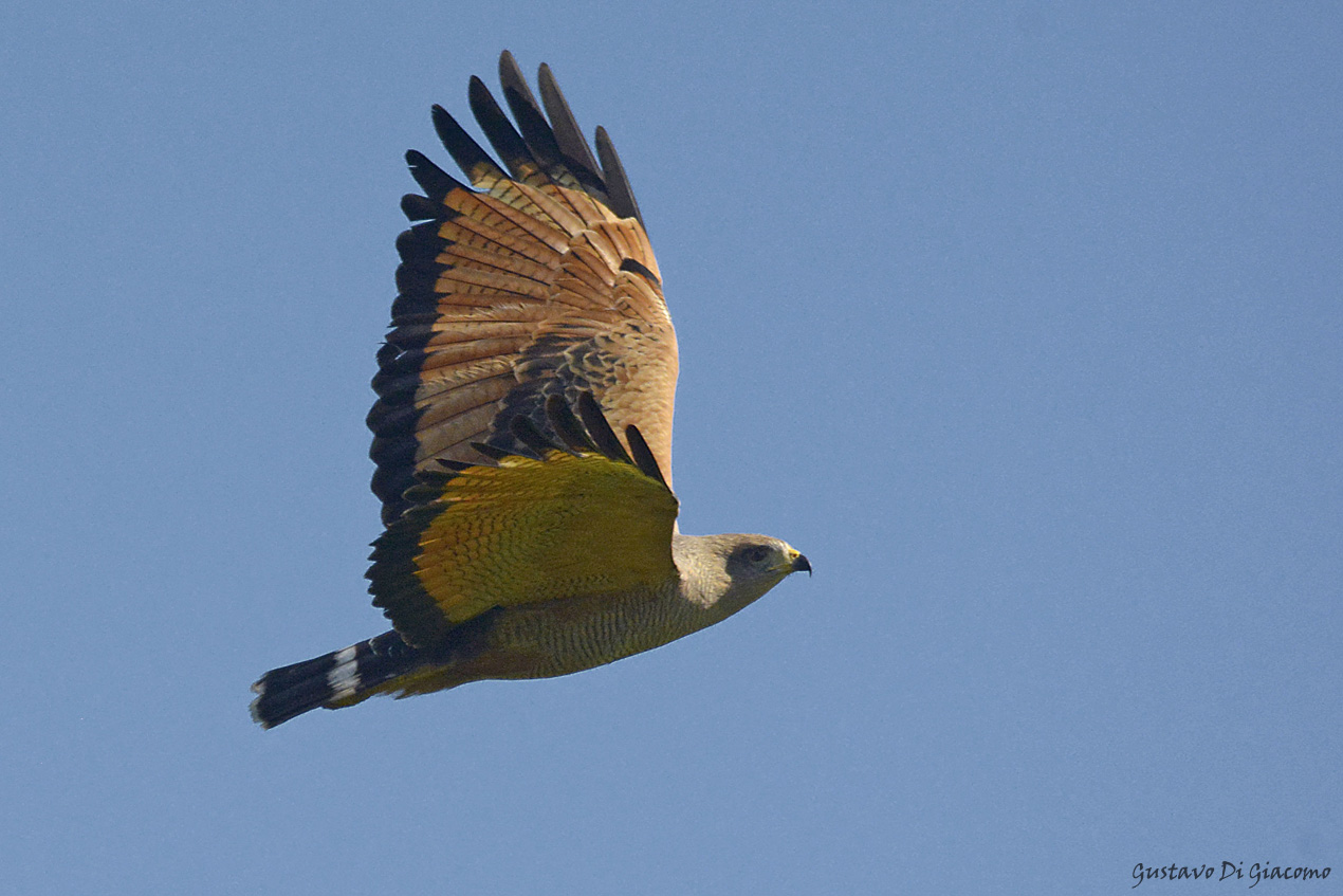 Foto Aguilucho Colorado