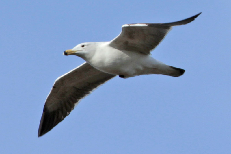 Foto Gaviota Cocinera