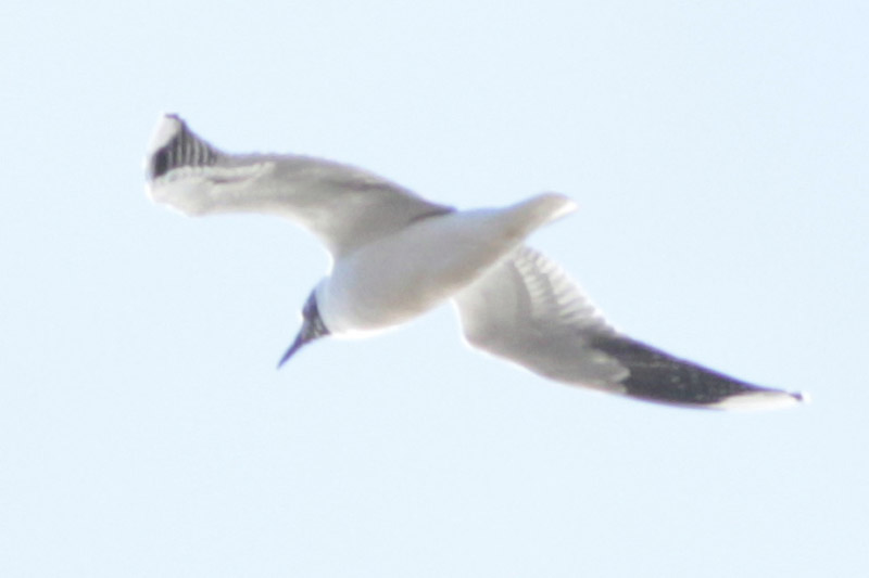 Foto Gaviota Capucho Café