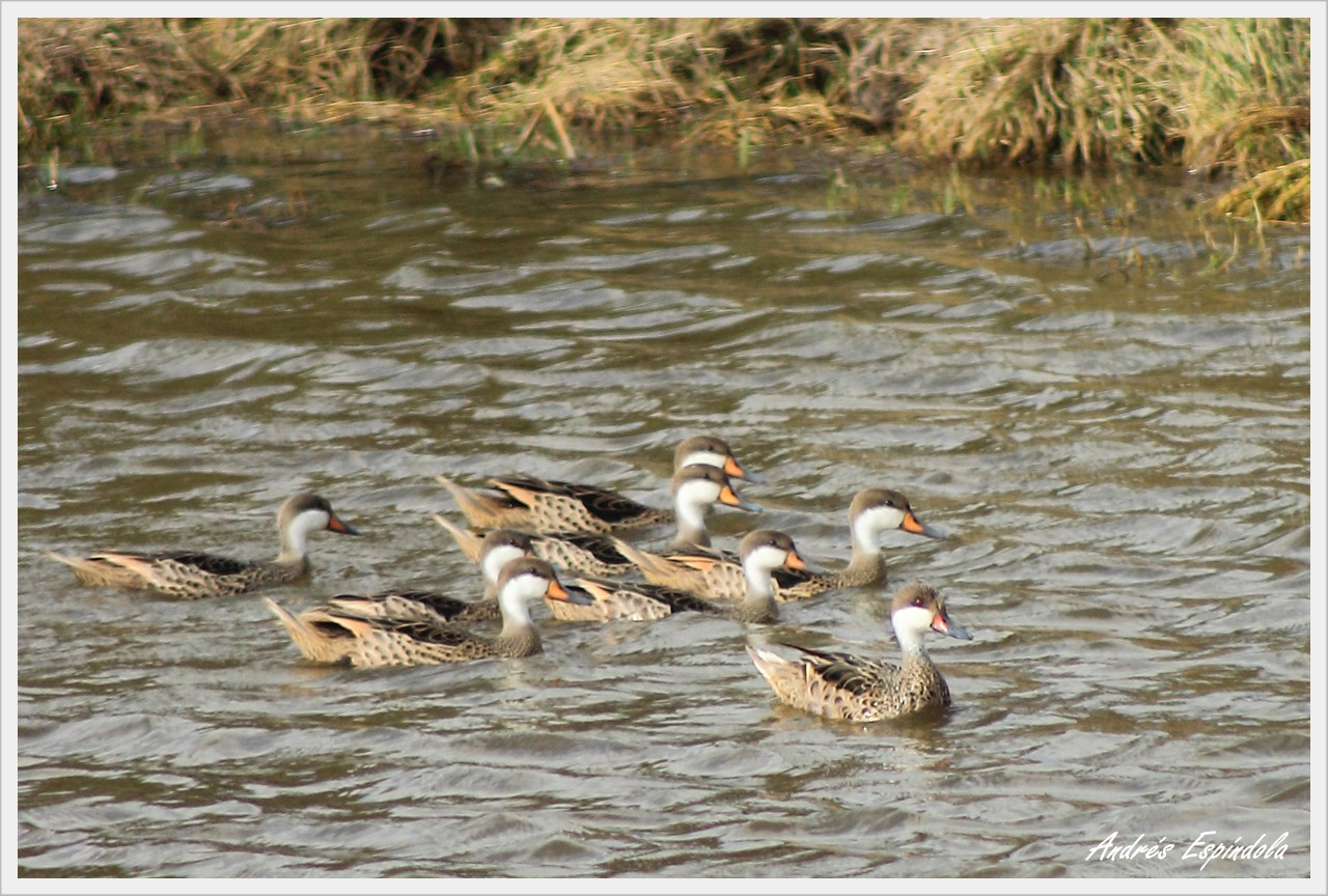 Foto Pato Gargantilla