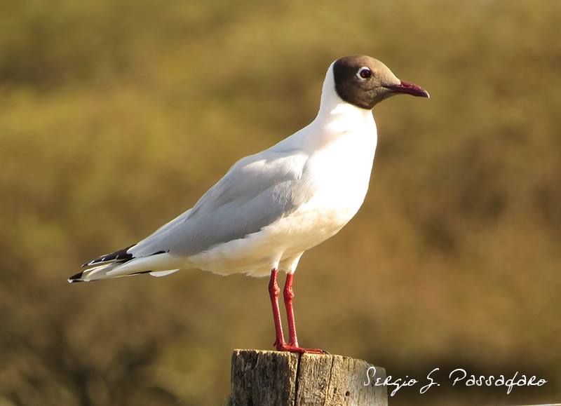 Photo Gaviota Capucho Café