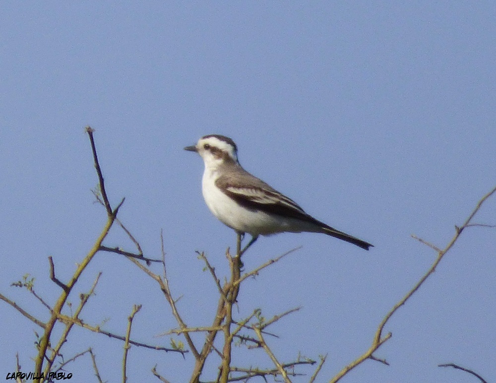 Photo Monjita Coronada