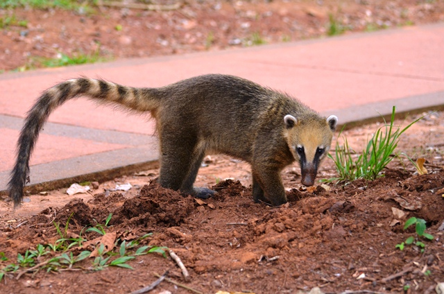 Foto Coatí