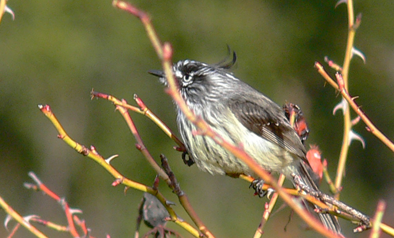 Foto Cachudito Pico Negro