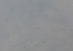 Ten Spotted Live Bearer (Cnesterodon decemmaculatus)