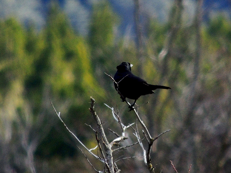Foto Tordo Patagónico