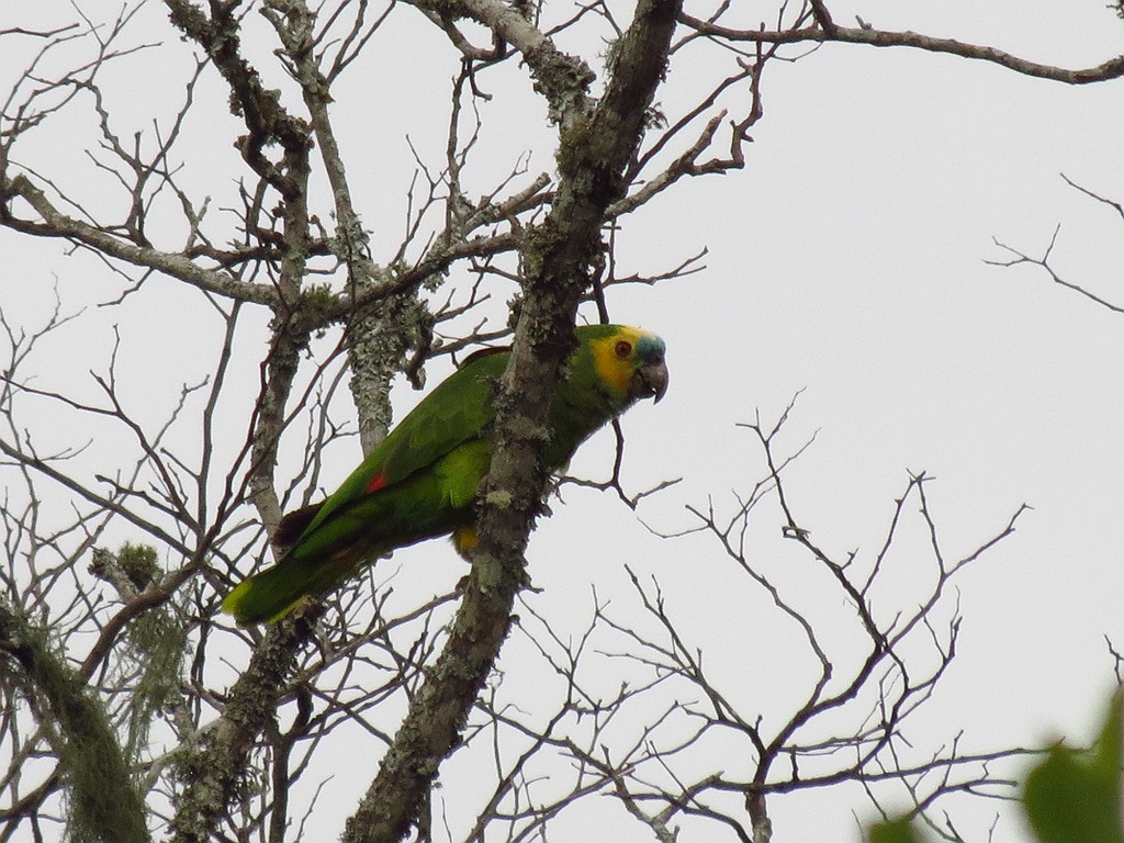 Foto Loro Hablador