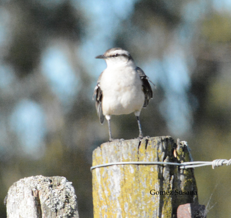 Photo Calandria Grande
