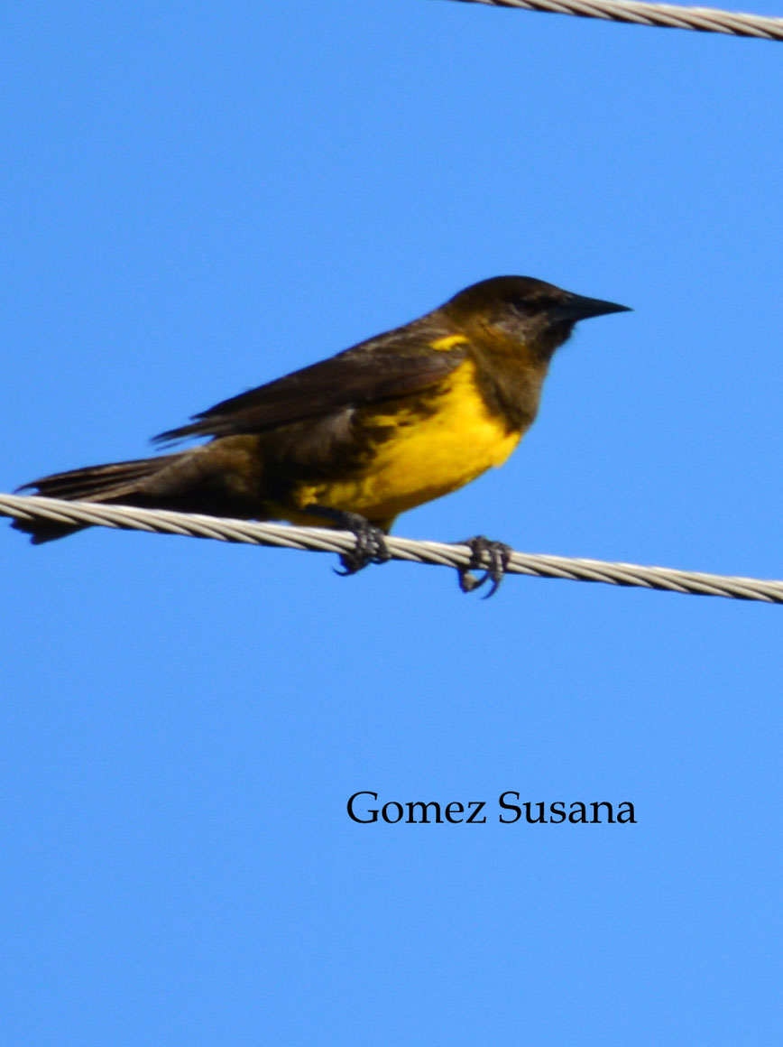 Photo Pecho Amarillo Común