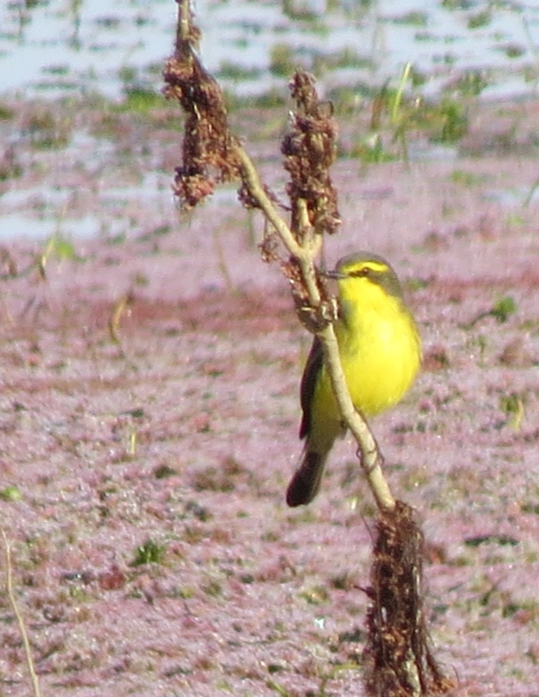 Foto Suirirí Amarillo