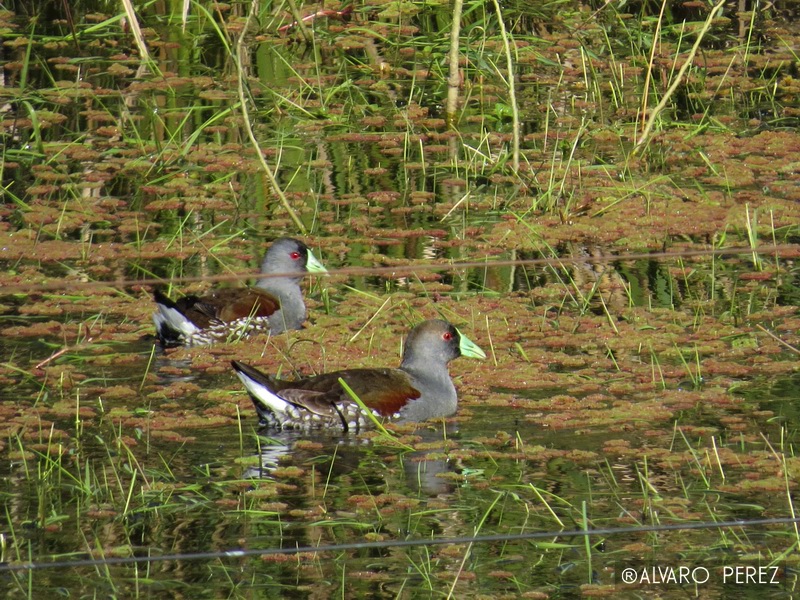 Foto Pollona Pintada