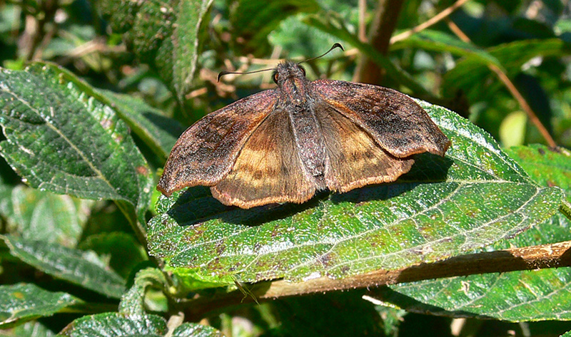 Photo Falcada Ribereña