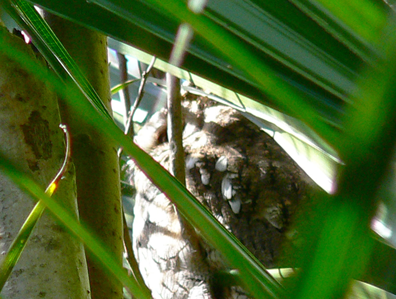 Foto Alilicucú Común