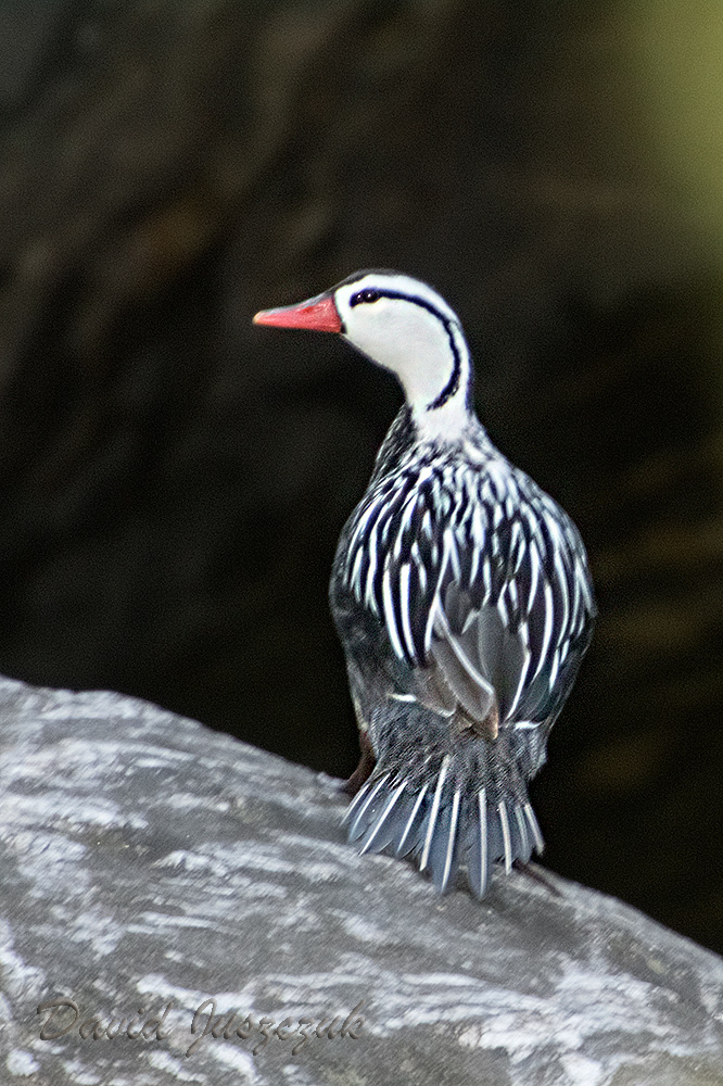 Foto Pato de los Torrentes