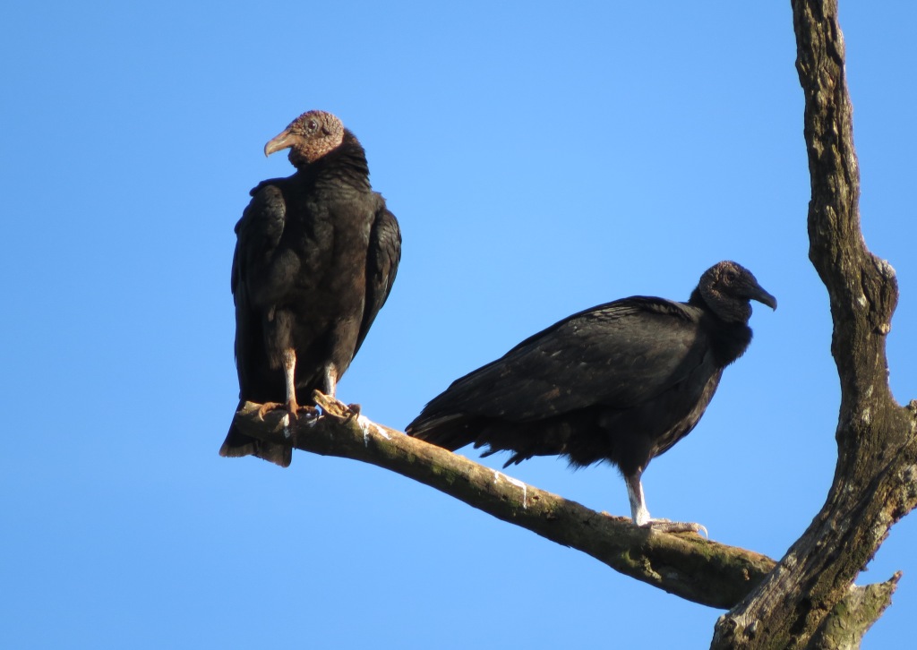 Foto Jote Cabeza Negra