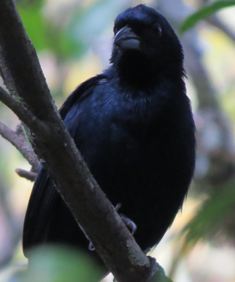 Photo Frutero Coronado