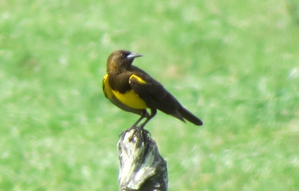 Foto Pecho Amarillo Común