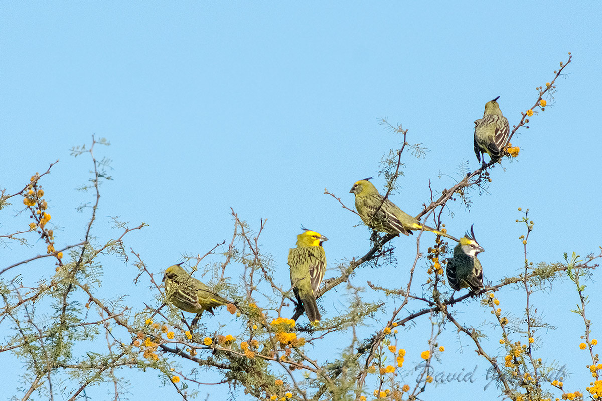 Foto Cardenal Amarillo