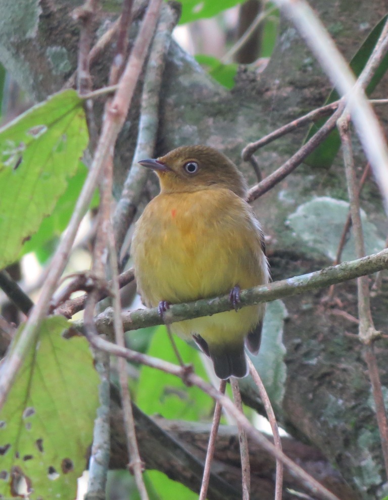 Foto Bailarín Naranja