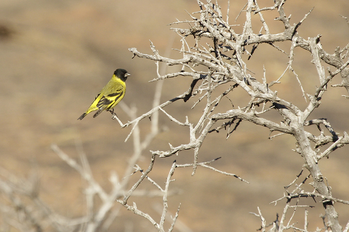 Foto Cabecitanegra Común