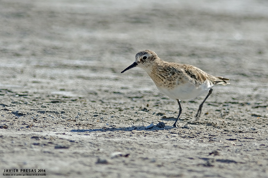 Photo Playerito Unicolor