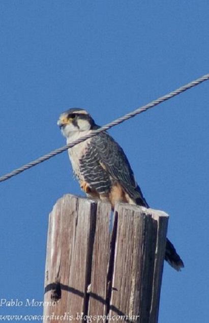 Foto Halcón Plomizo