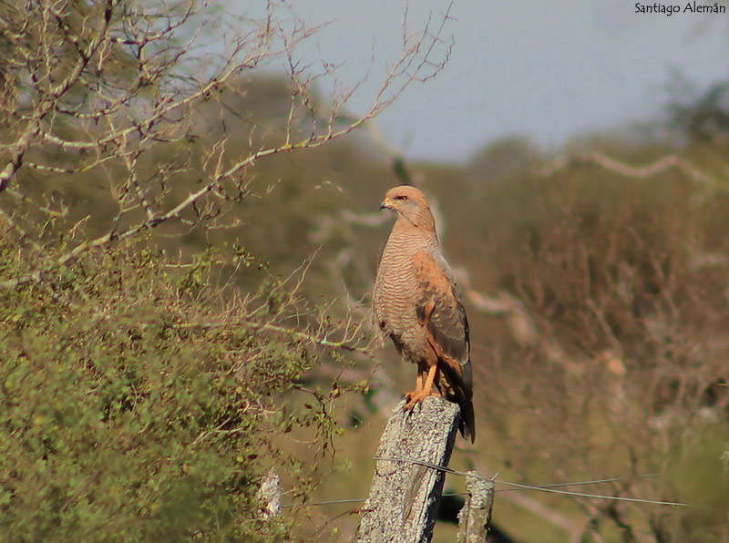 Photo Aguilucho Colorado