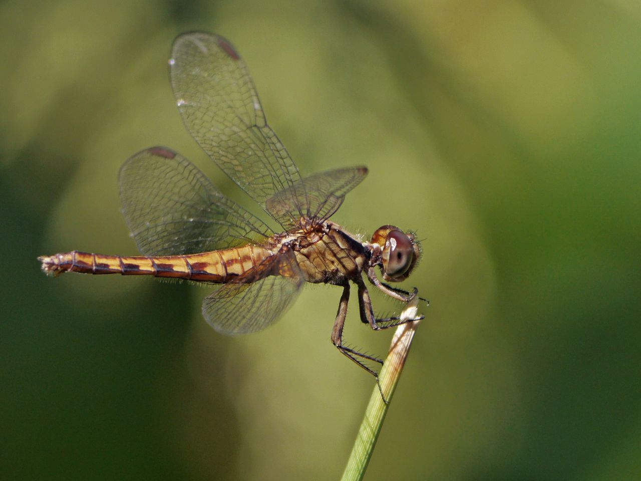 Erythrodiplax&nbsp;nigricans