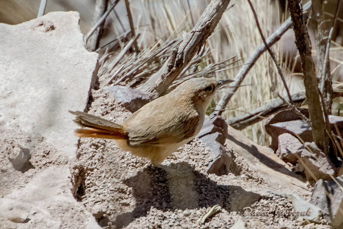Photo Espinero Andino
