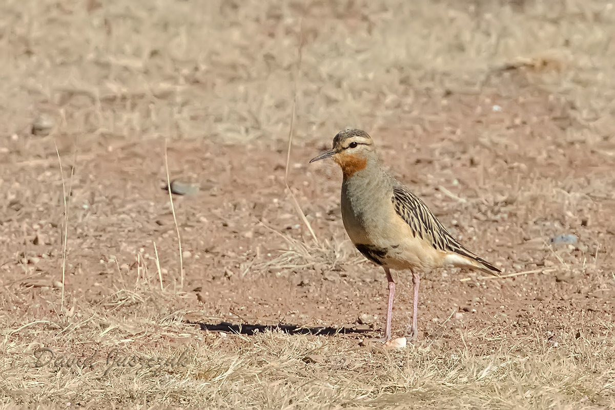 Photo Chorlo Cabezón
