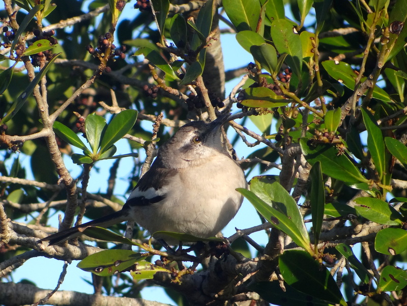 Photo Calandria Real