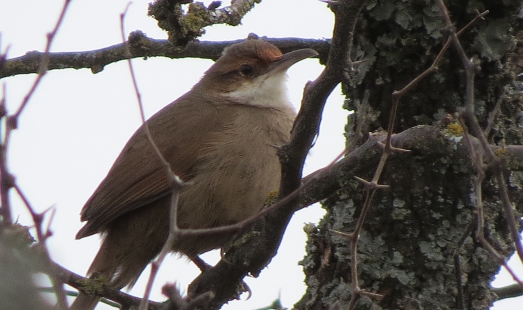 Foto Bandurrita Chaqueña