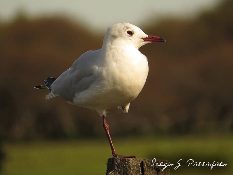 Photo Gaviota Capucho Café