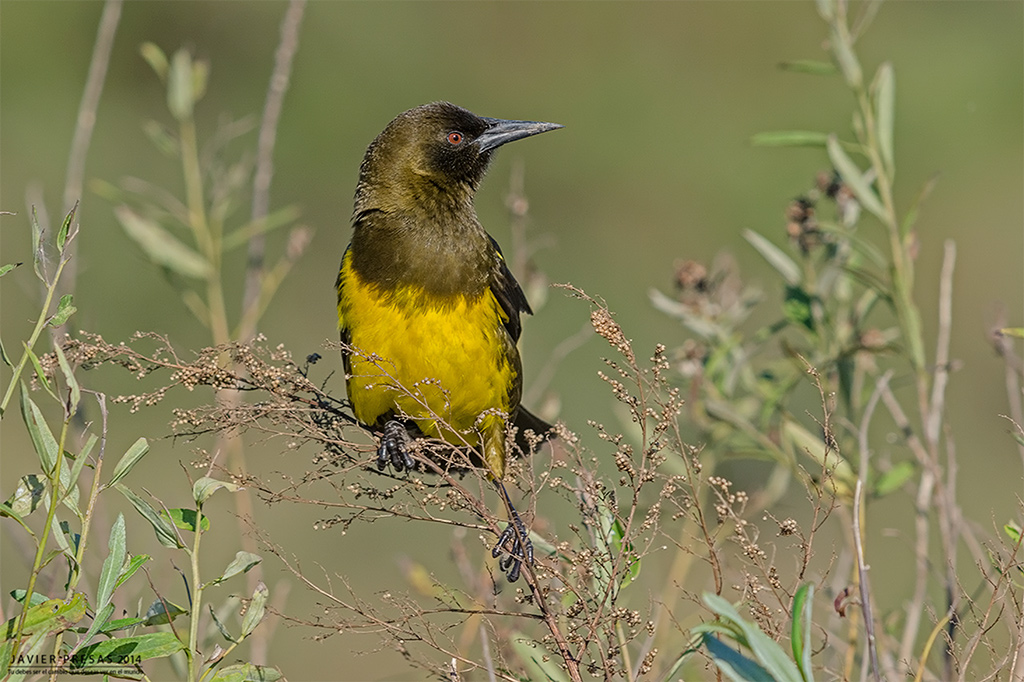 Foto Pecho Amarillo Común