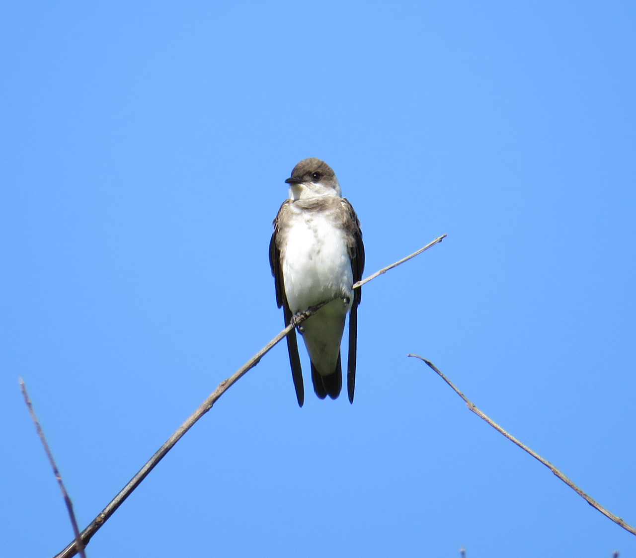 Foto Golondrina Parda
