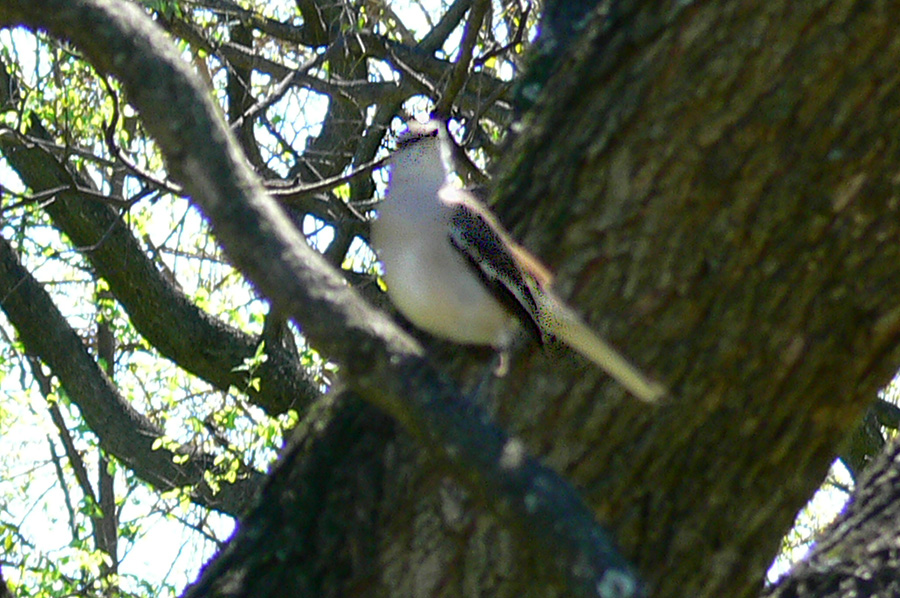 Foto Calandria Real