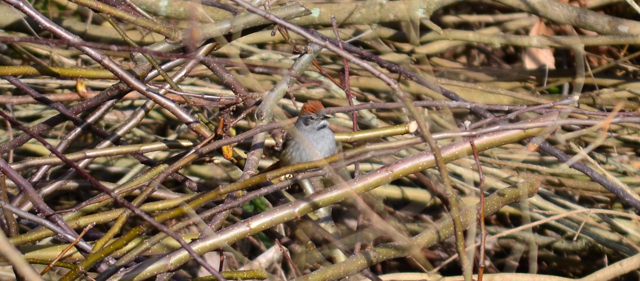 Foto Pijuí Frente Gris