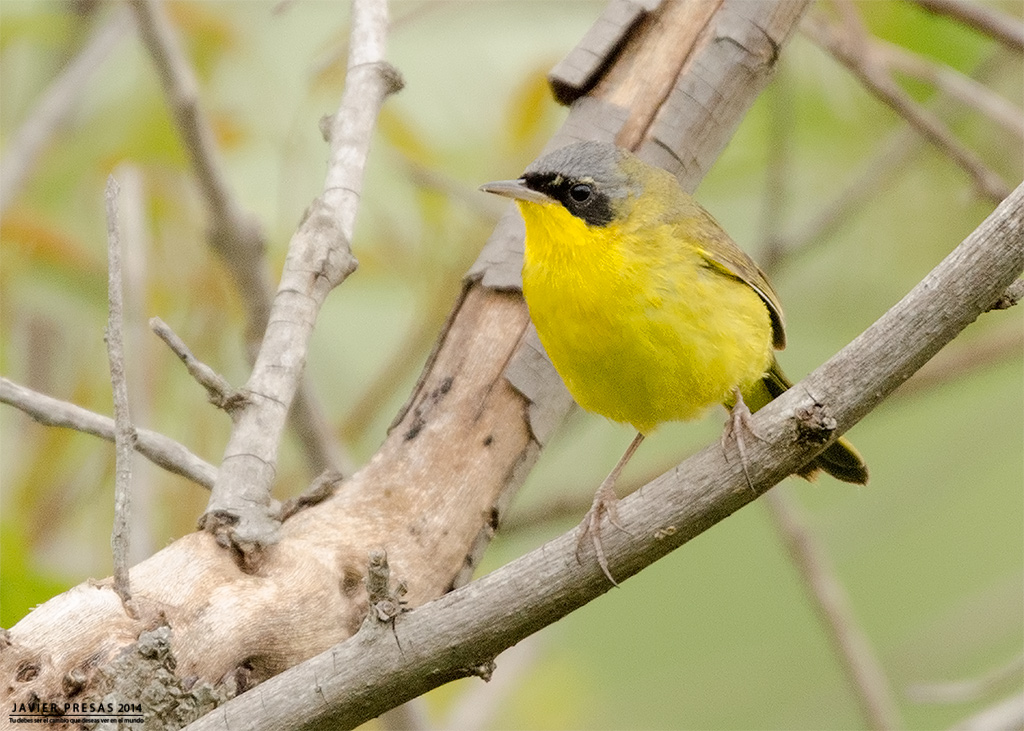 Foto Arañero Cara Negra