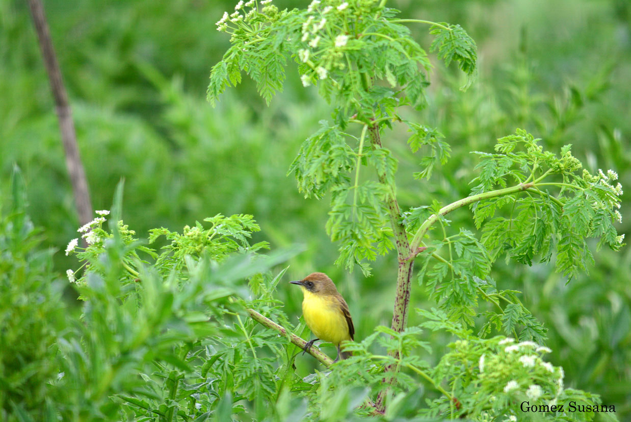 Photo Doradito Común