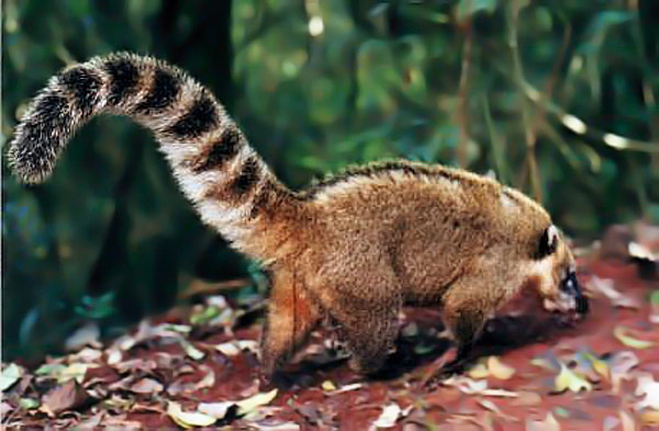 Foto Coatí