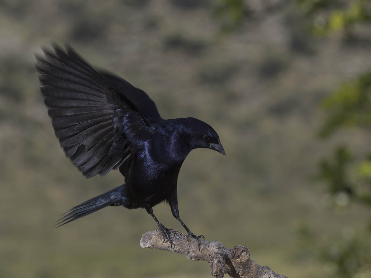Foto Tordo Renegrido
